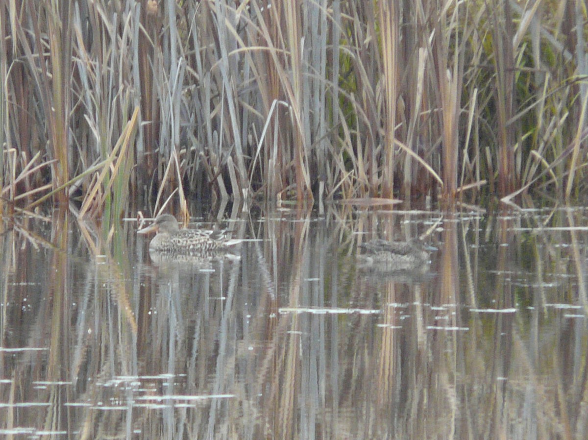 Cinnamon Teal - ML72516251