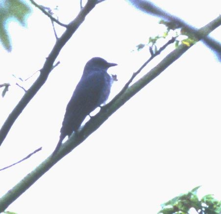 Bar-bellied Cuckooshrike (Philippine) - ML725169