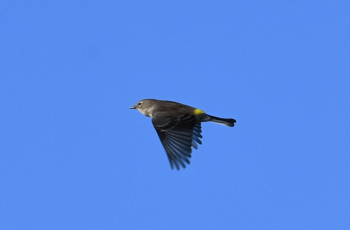 Yellow-rumped Warbler - ML72517021