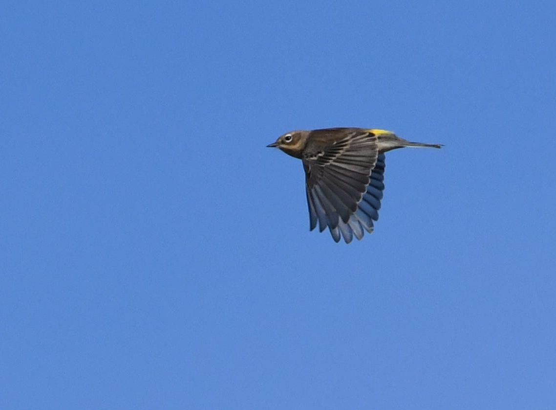 Yellow-rumped Warbler - ML72517031