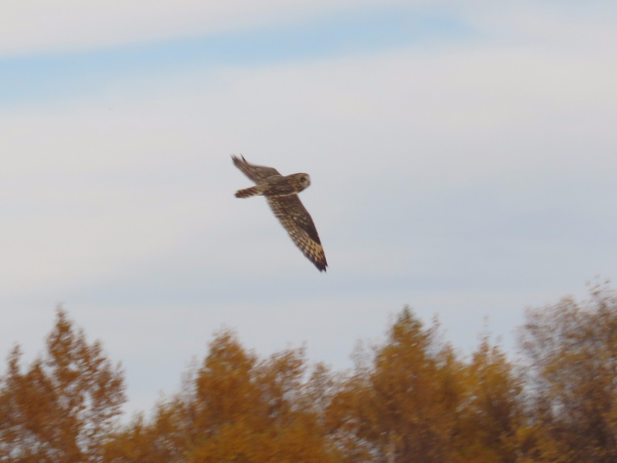 Short-eared Owl - ML72517191