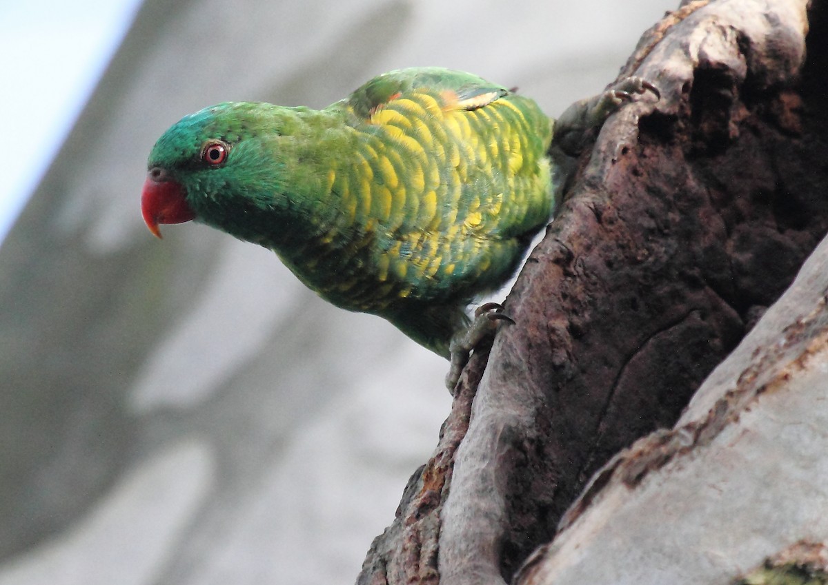 Scaly-breasted Lorikeet - ML72517971