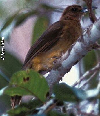 Yellowish Bulbul (Sulu) - ML725180