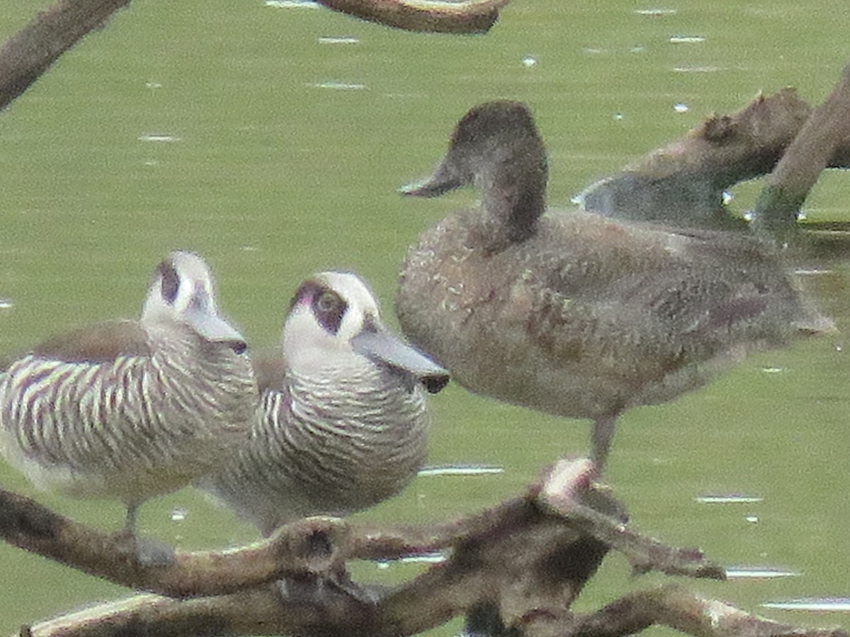 Freckled Duck - ML72518941