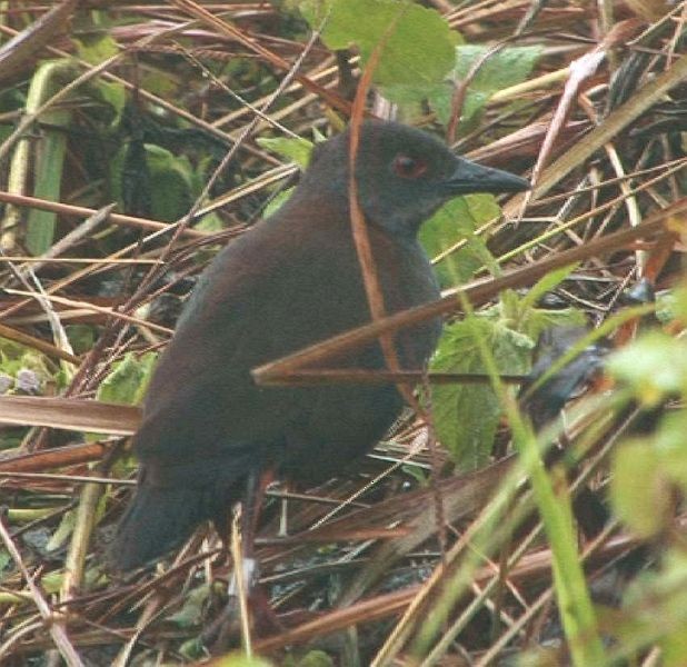 Südsee-Sumpfhuhn - ML725200