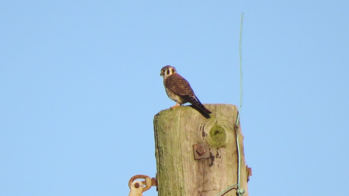 American Kestrel - ML72520641