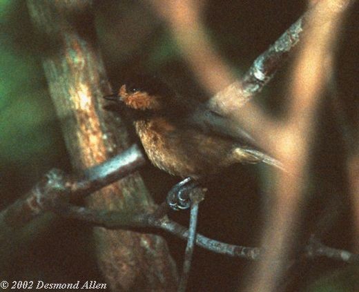 Iriomote Tit - ML725208