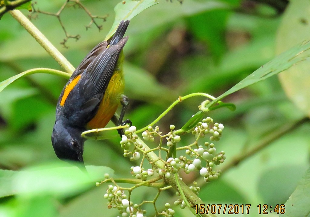 Orange-bellied Flowerpecker - ML72521281