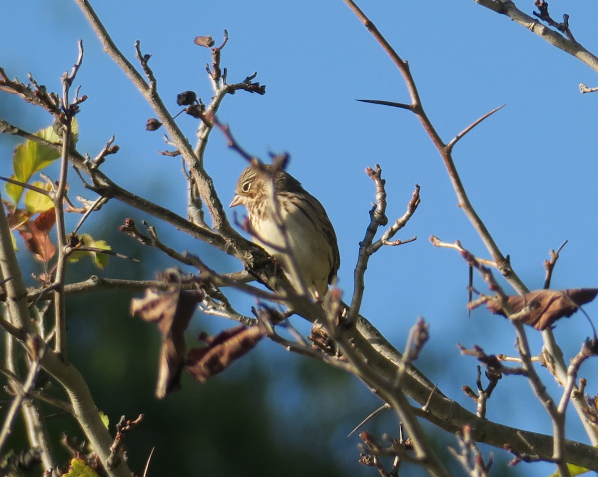 Vesper Sparrow - ML72521581