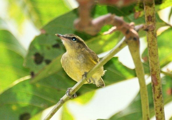 Negros Leaf Warbler - ML725234