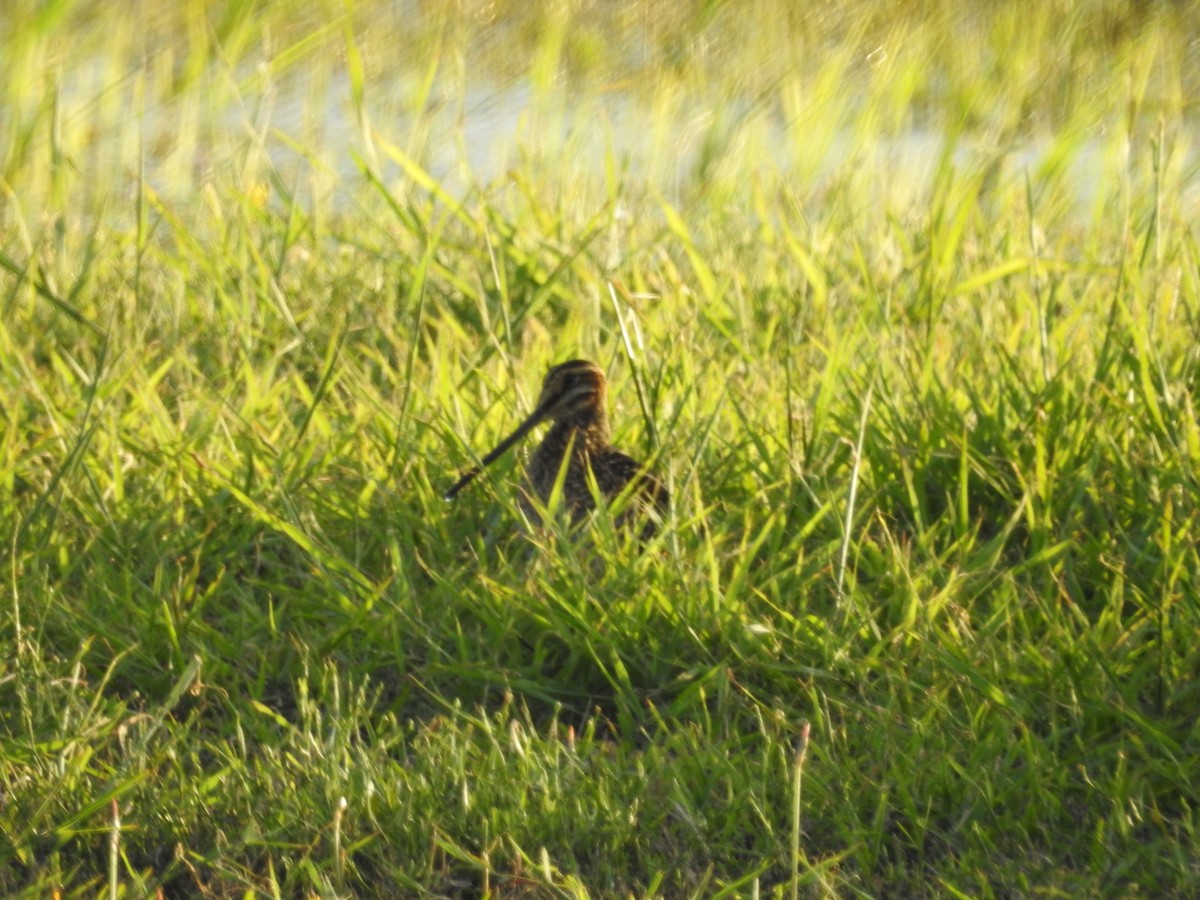 Wilson's Snipe - Lori Carter