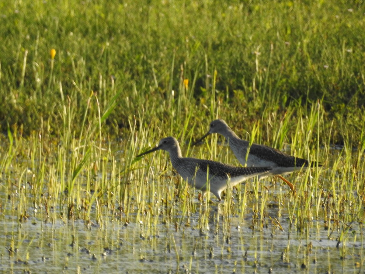 Greater Yellowlegs - Lori Carter