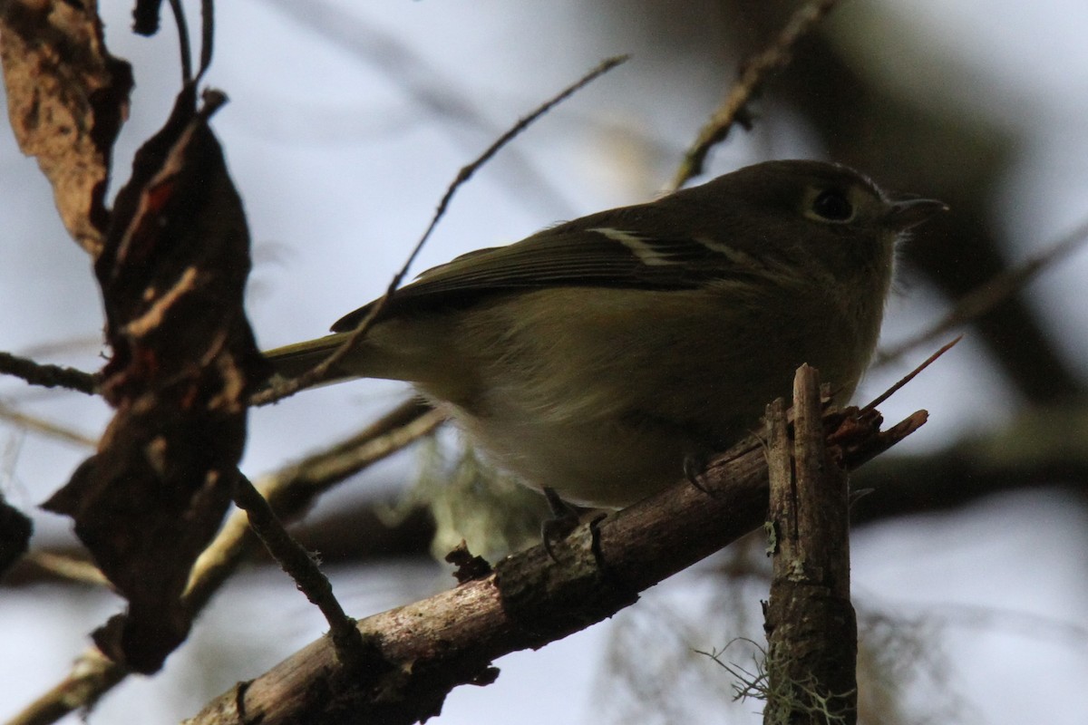 Hutton's Vireo - ML72523761