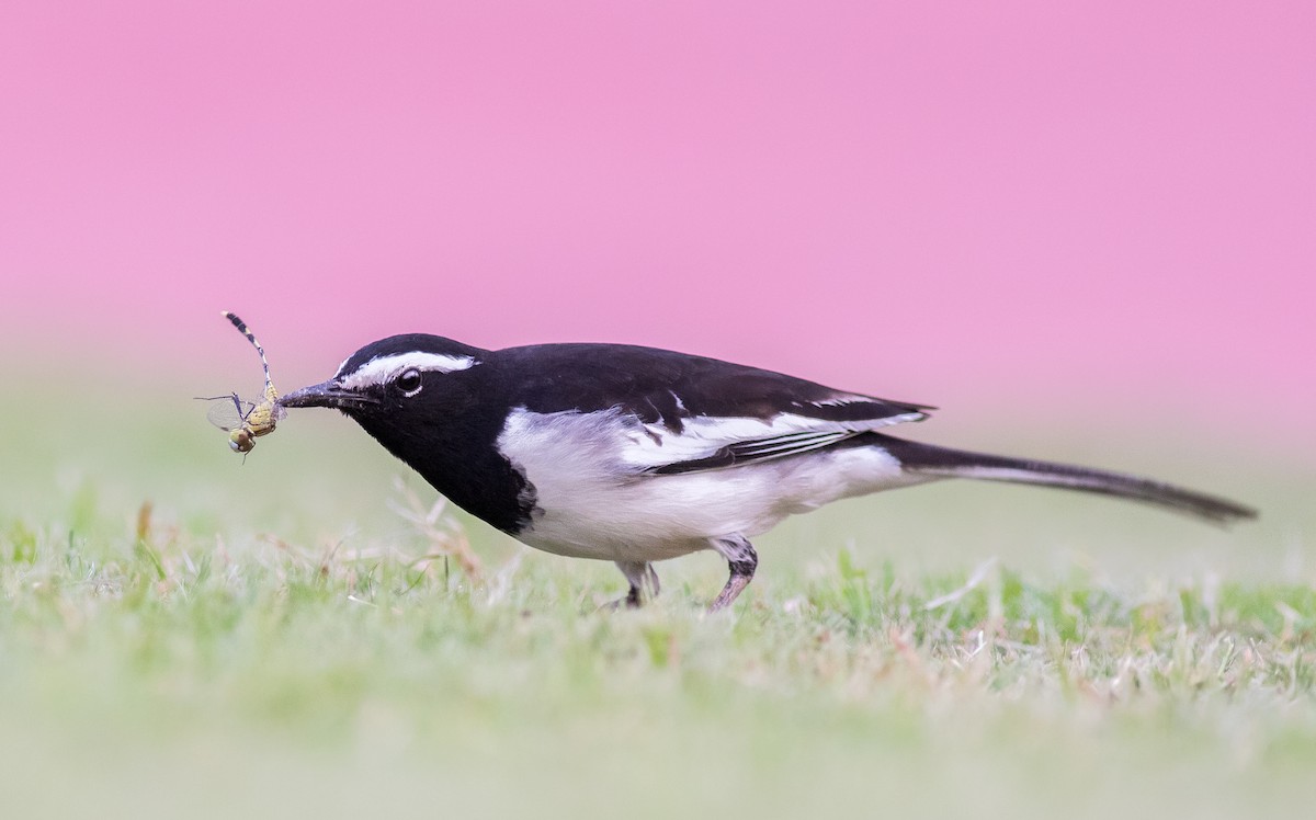 White-browed Wagtail - ML72524101