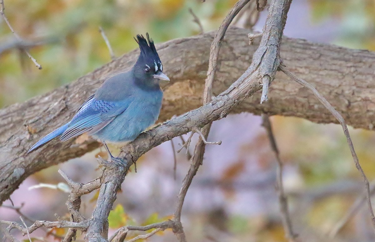 Steller's Jay - ML72525201