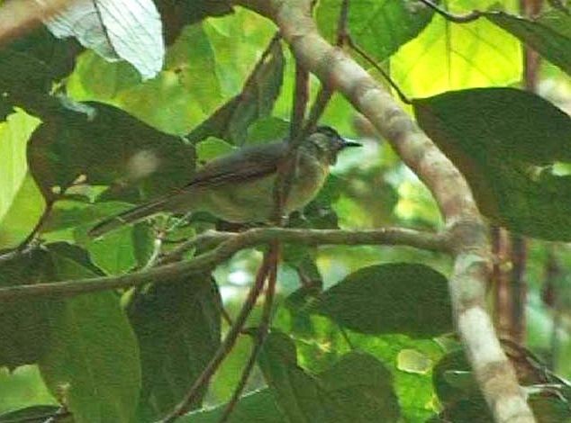 Calabarzon Babbler - ML725254