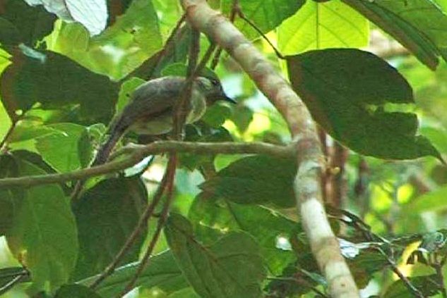 Calabarzon Babbler - ML725255