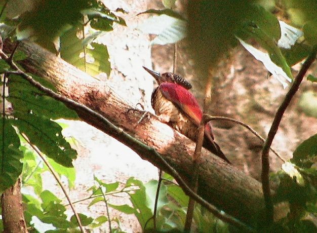 Luzon Flameback - ML725258