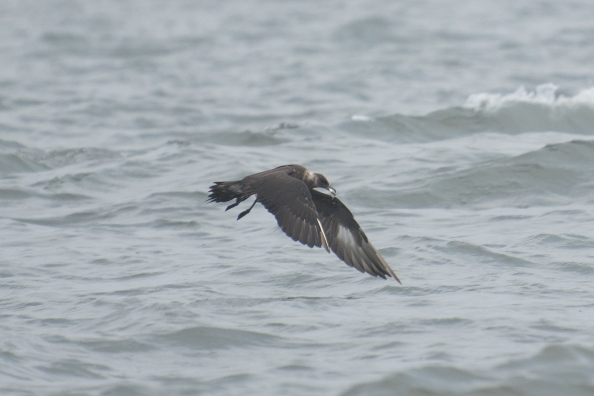 Parasitic Jaeger - ML72527691