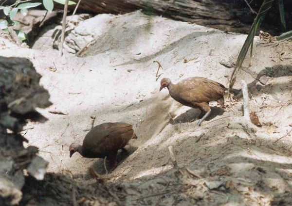 Nikobaren-Großfußhuhn - ML725285