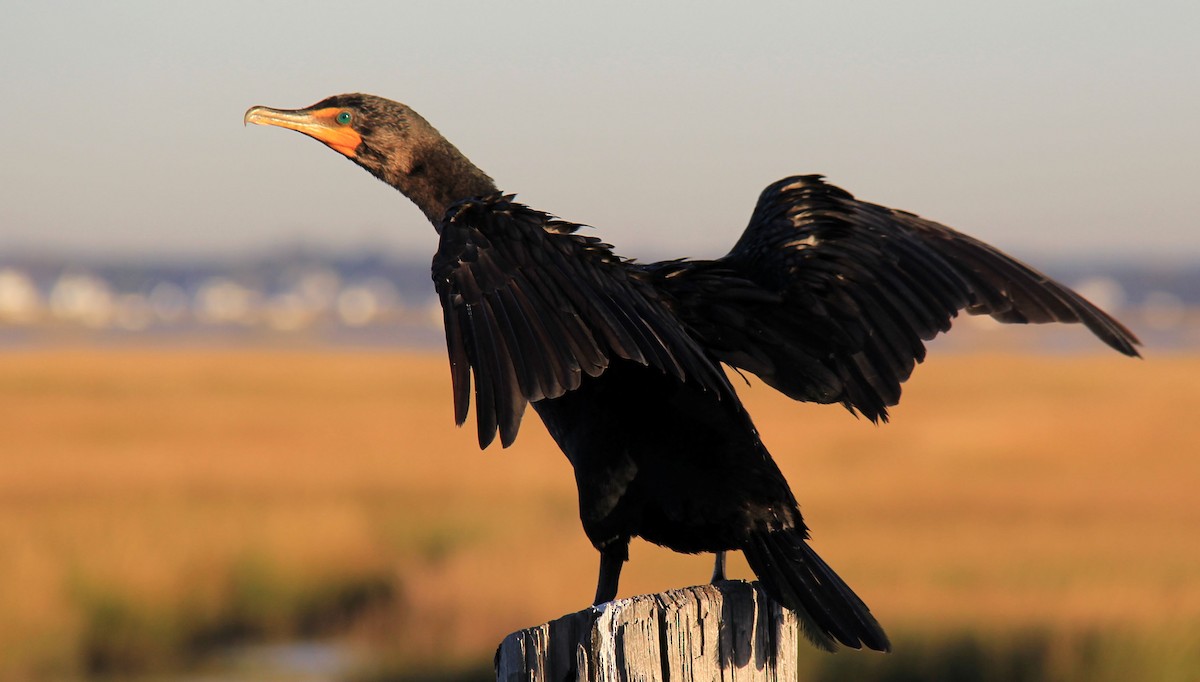 Double-crested Cormorant - ML72528911