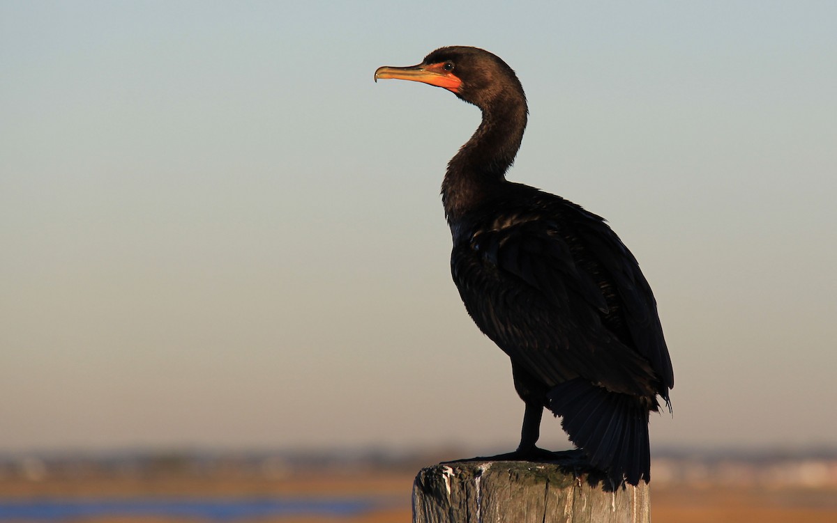 Double-crested Cormorant - ML72528921