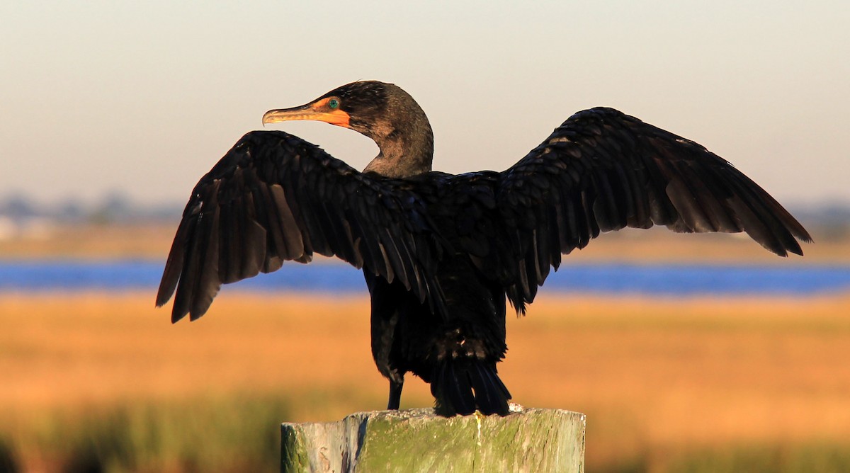 Double-crested Cormorant - ML72528961