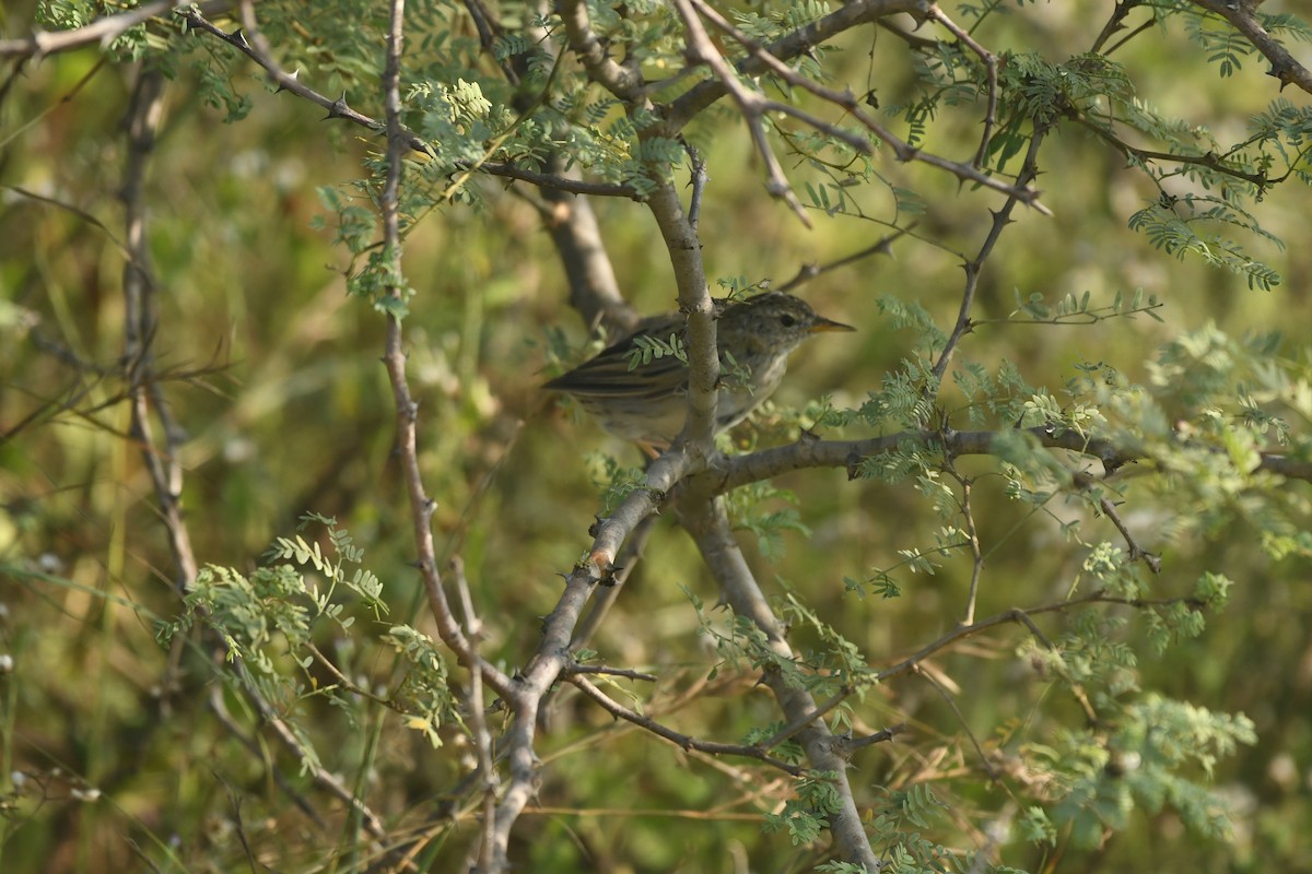 Common Grasshopper Warbler - ML72529131