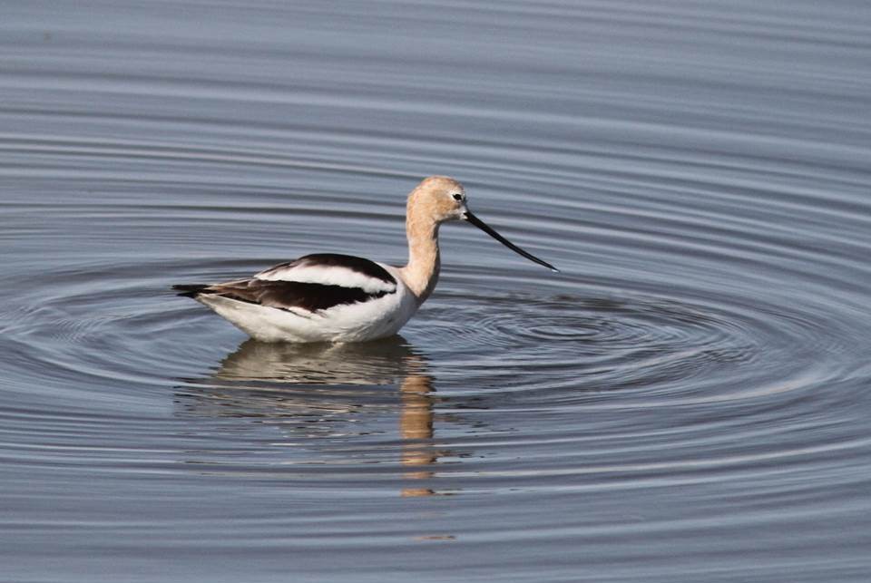 Avocette d'Amérique - ML72529401