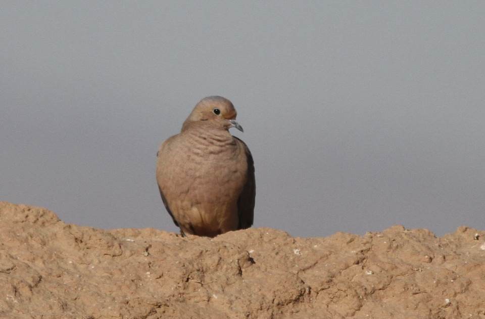 Mourning Dove - Paul Marvin