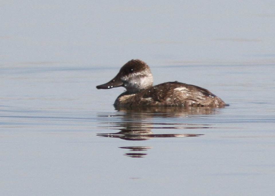 Ruddy Duck - ML72529571