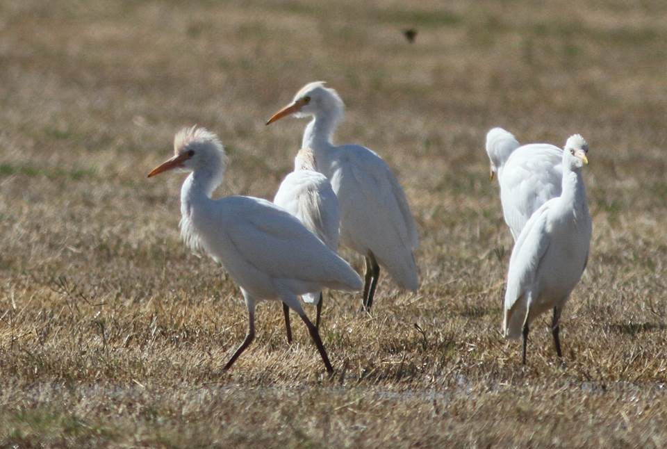 Western Cattle Egret - Paul Marvin