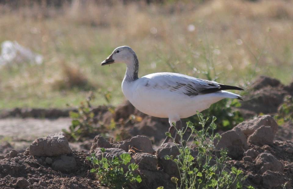 Snow Goose - Paul Marvin