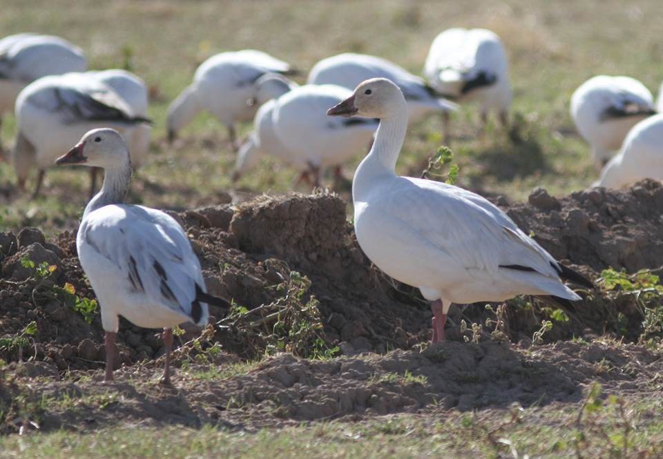 Snow Goose - ML72529861