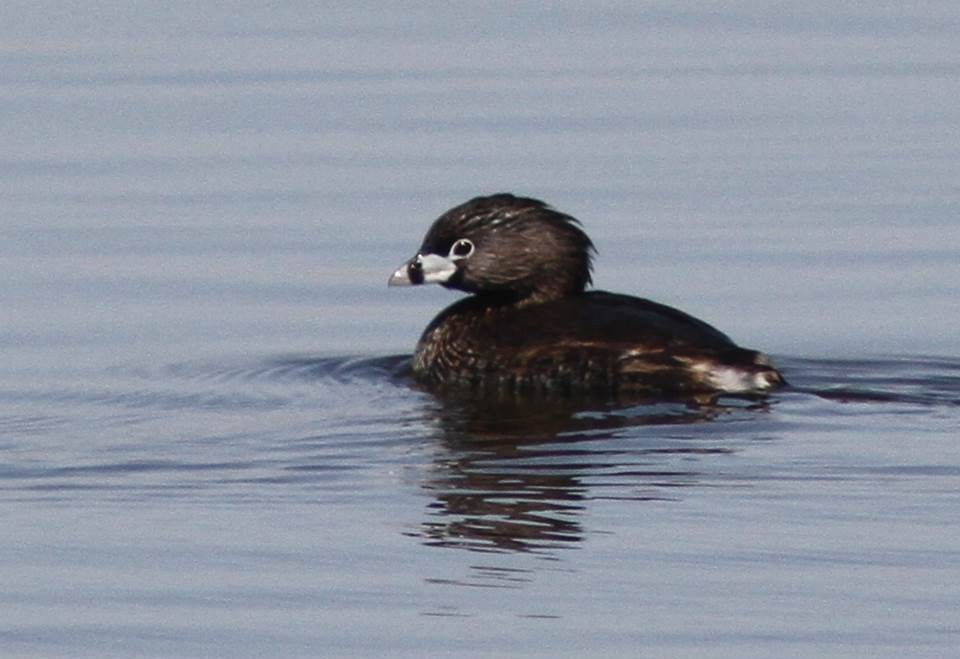 Pied-billed Grebe - ML72529901