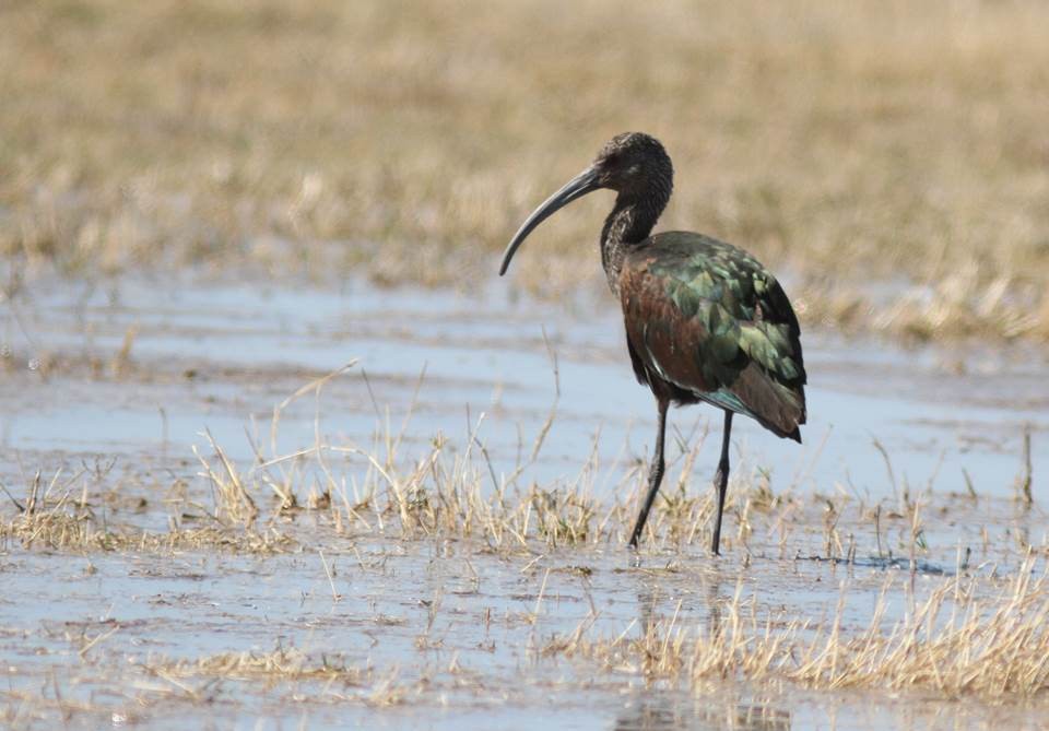 Ibis à face blanche - ML72529951