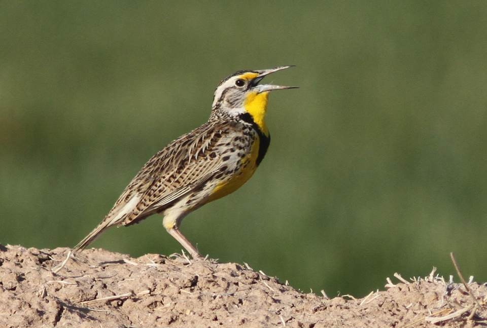 Western Meadowlark - Paul Marvin