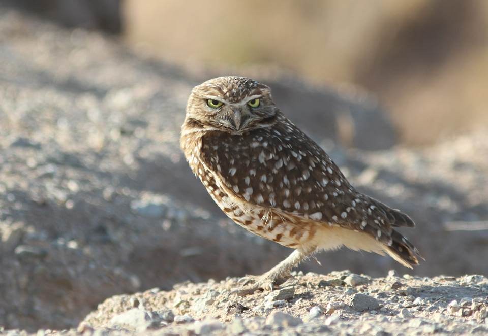Burrowing Owl - Paul Marvin