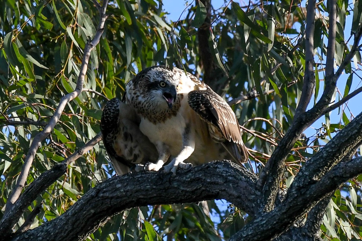 Osprey - Terence Alexander