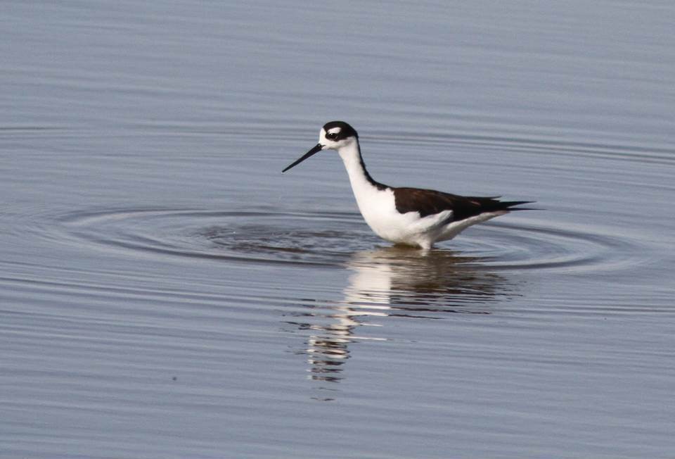 Black-necked Stilt - ML72530091