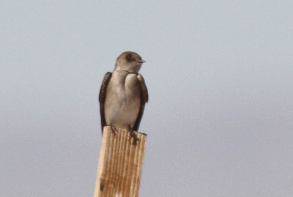 Northern Rough-winged Swallow - Paul Marvin