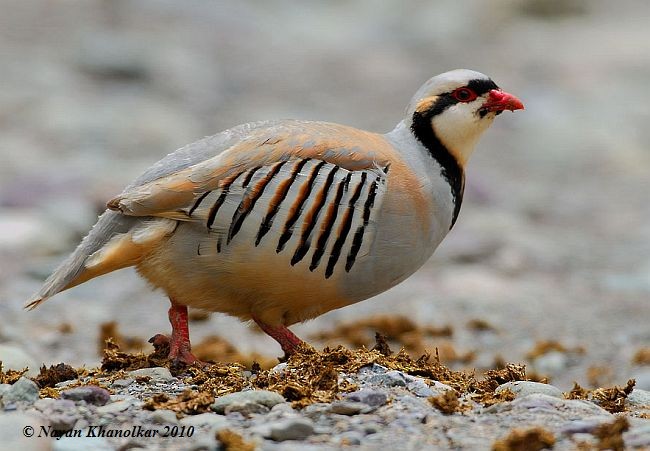 Chukar - ML725303