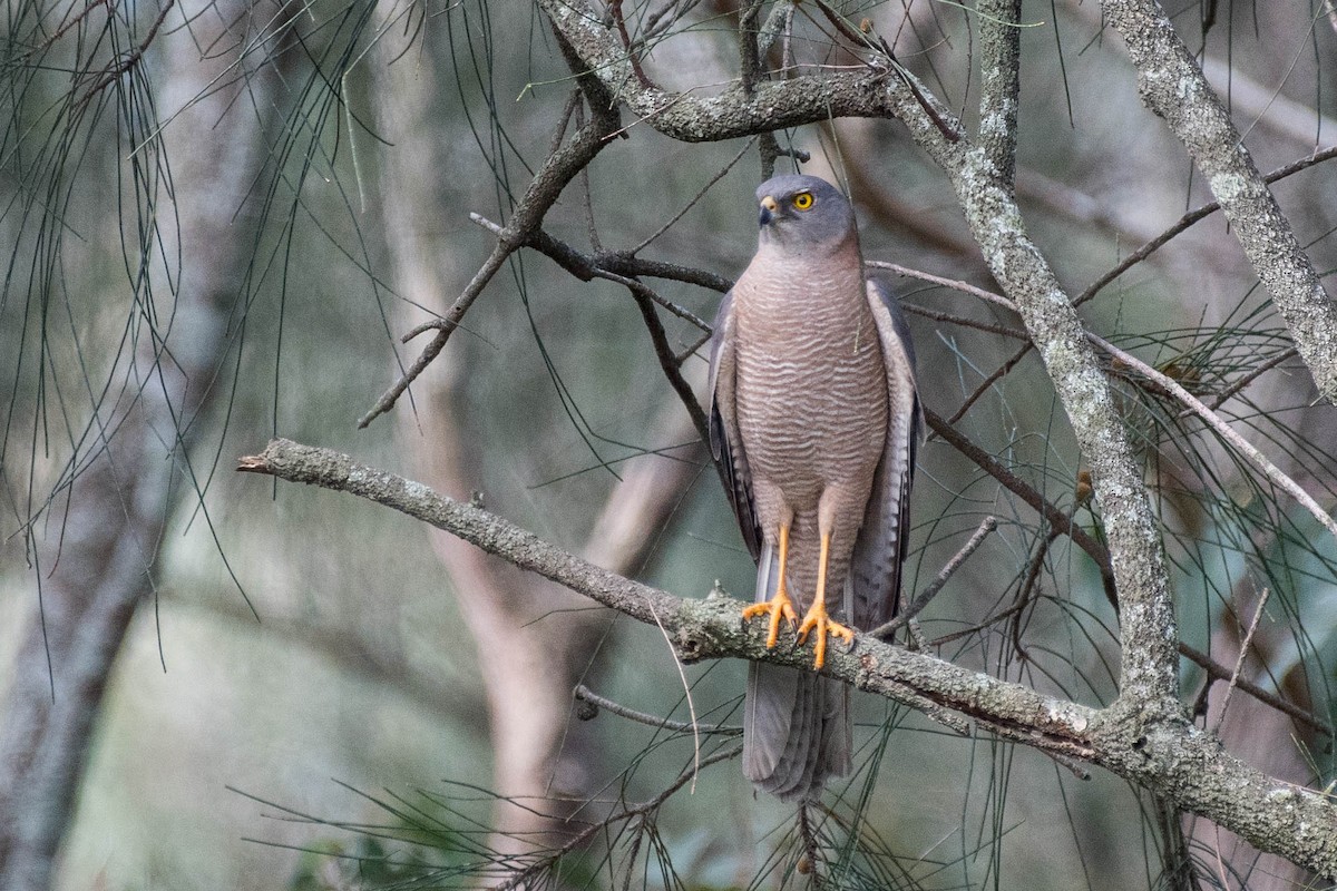 Brown Goshawk - Terence Alexander