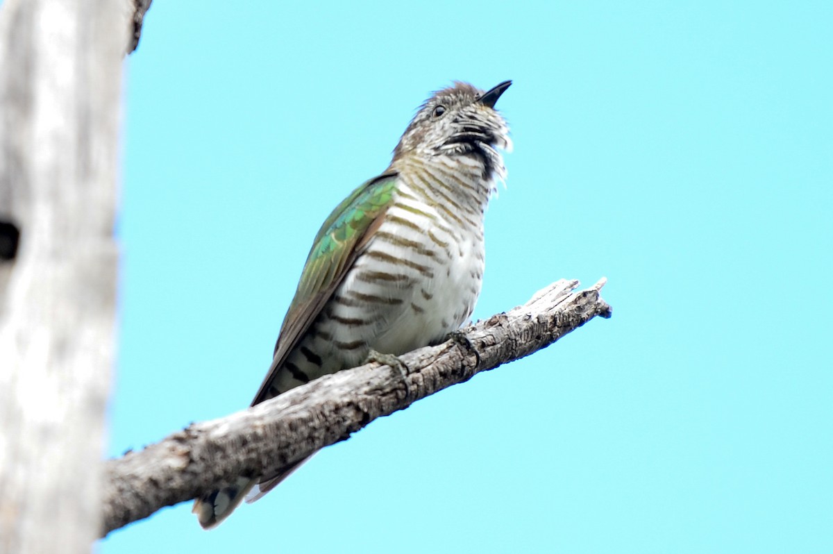 Shining Bronze-Cuckoo - Bruce Wedderburn