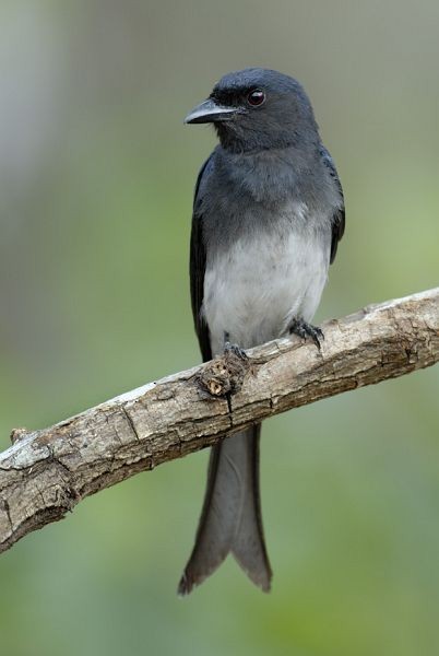 White-bellied Drongo (White-bellied) - ML725313