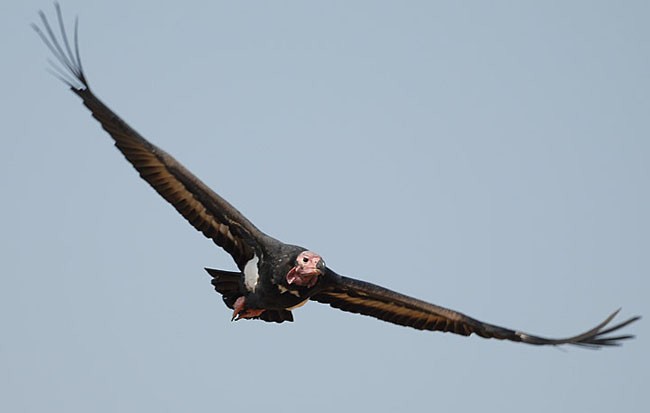 Red-headed Vulture - Nayan Khanolkar