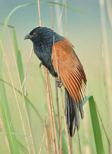 Lesser Coucal - ML725343