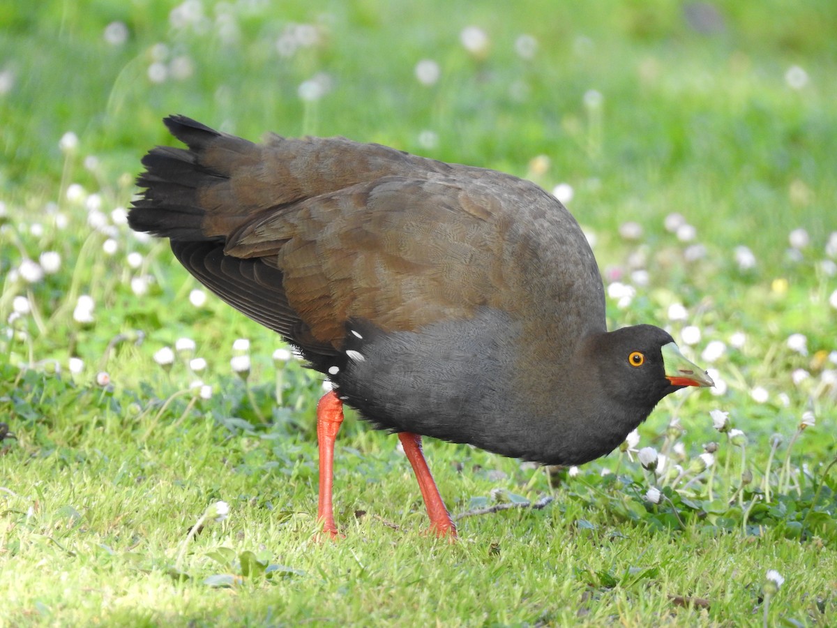 Black-tailed Nativehen - Jeffrey Crawley