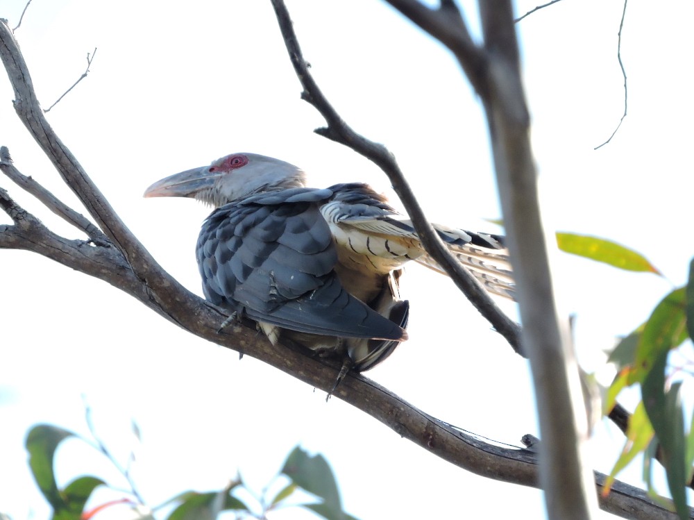 Channel-billed Cuckoo - ML72535321