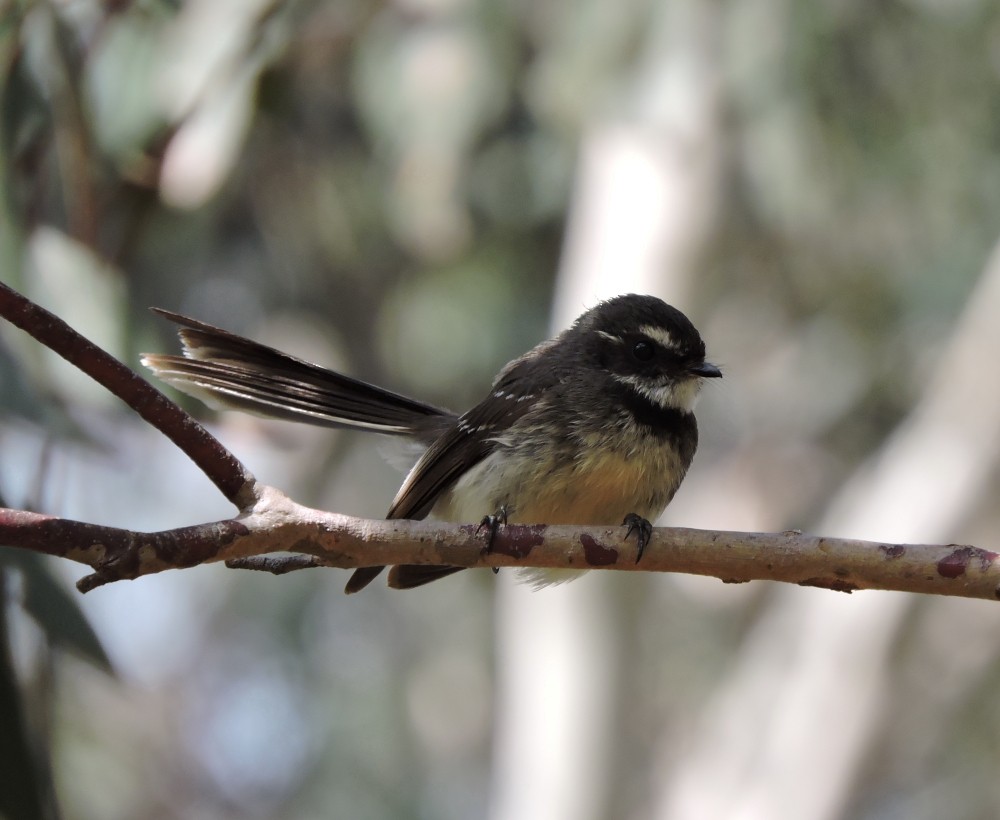 Gray Fantail - ML72535391